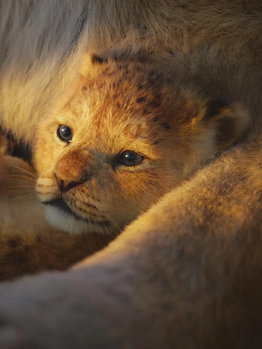 Lion King, The - Easy Piano - Image 3