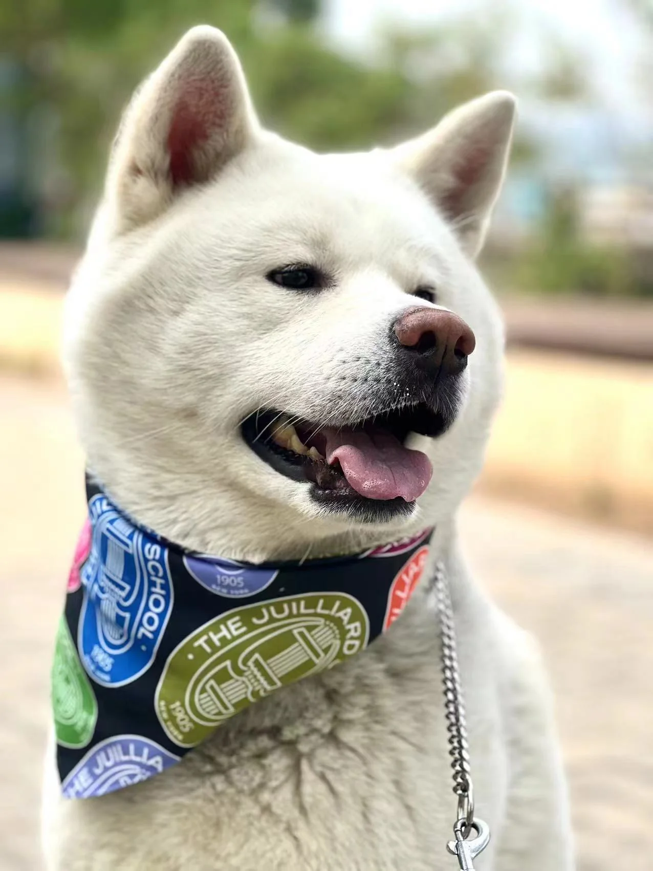 Pet Accessory: Juilliard Bandana with seal pattern - Image 4